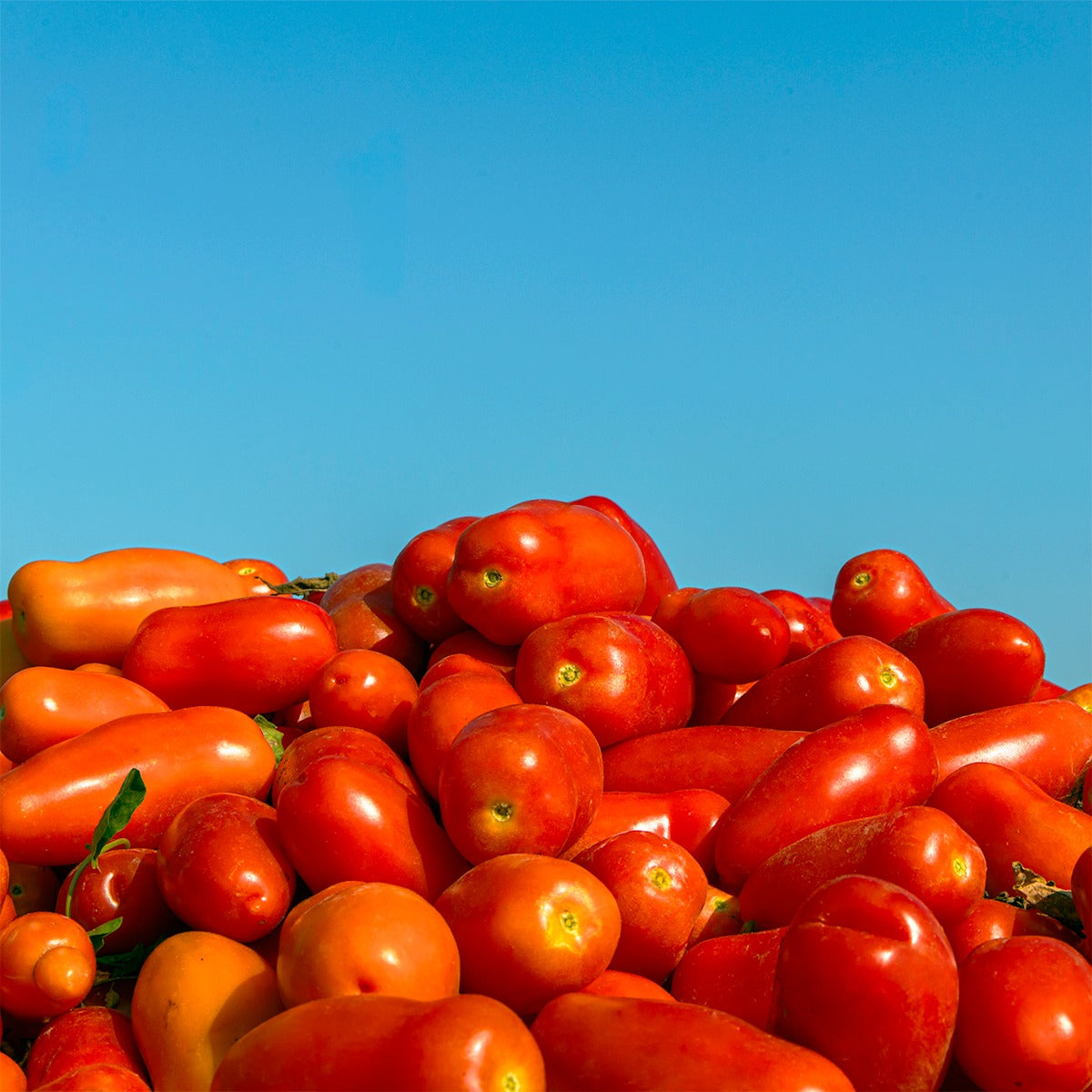 Fileuri de roșii San Marzano, 300 gr Casa Marrazzo
