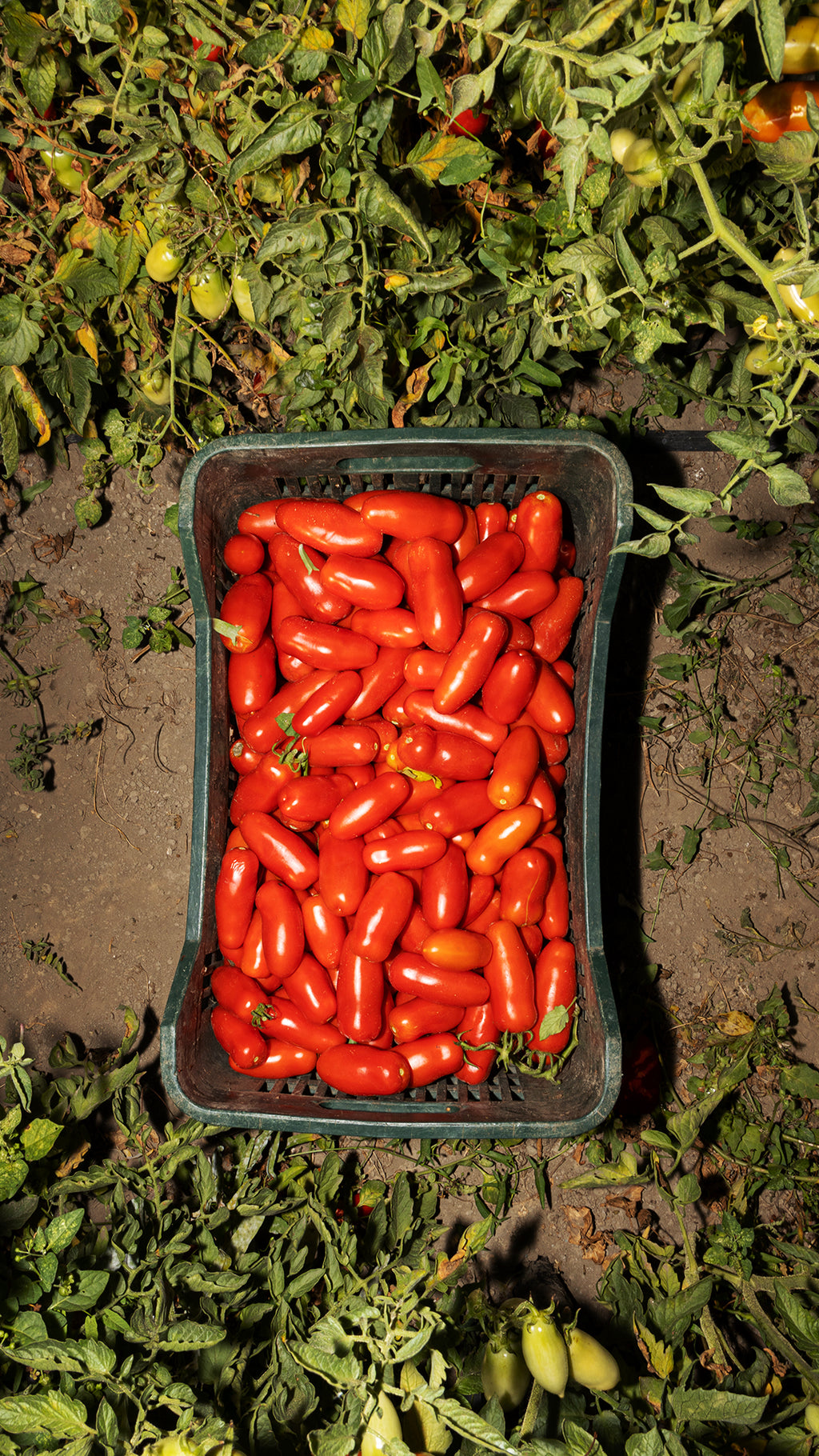 Fileuri de roșii San Marzano, 300 gr Casa Marrazzo