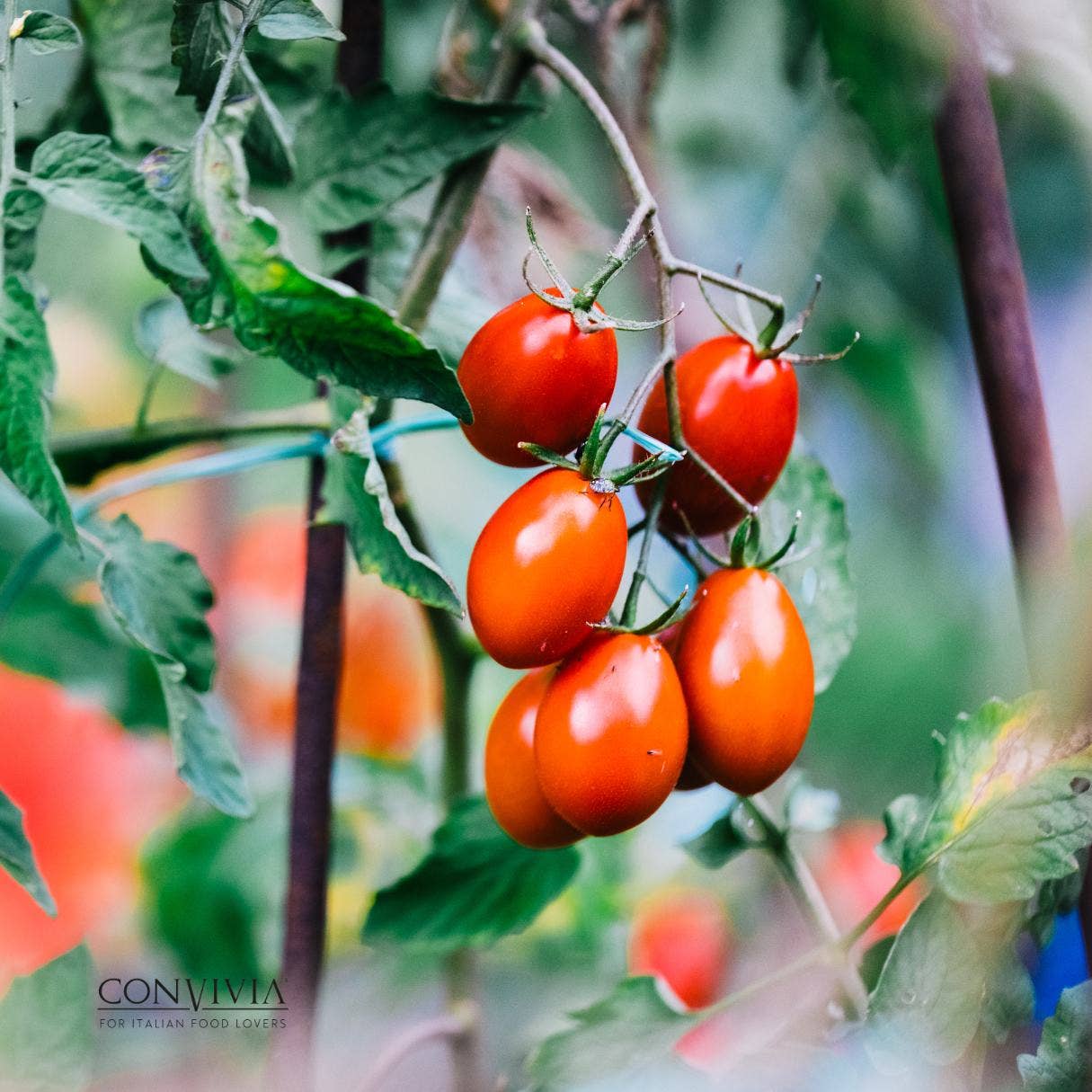 Sos gata preparat de roșii cherry bio, 330gr Convivia