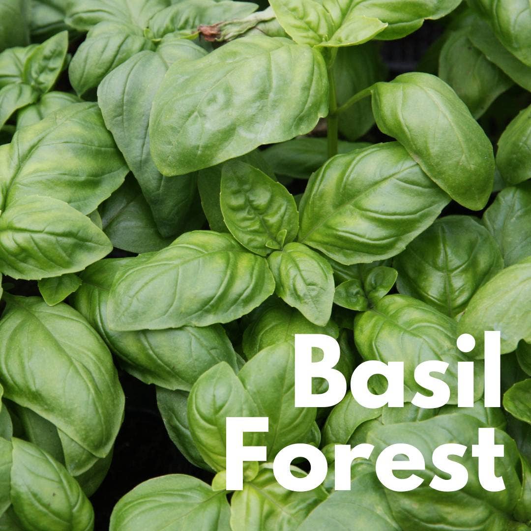Pesto organic cu busuioc sicilian, 190gr Convivia