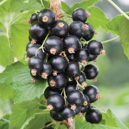 Suc de coacaze si pere, 330ml Livada Domniței